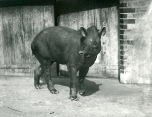 Un tapir brasileño o sudamericano en el zoológico de Londres, septiembre de 1922 de Frederick William Bond